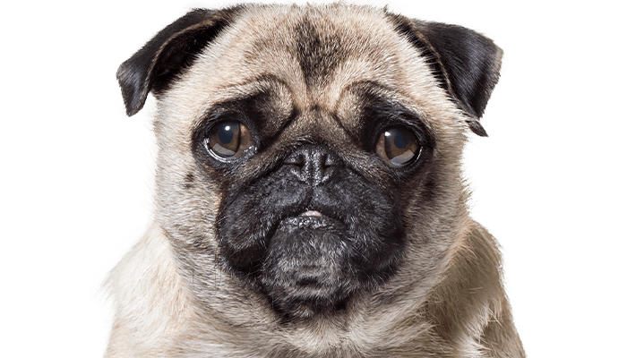 old pug dog looking at the camera